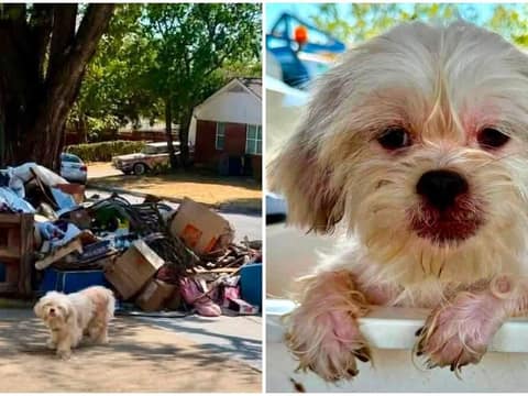 Tiny Treasure Waited Beside the Trash for a Family Who Never Came Back