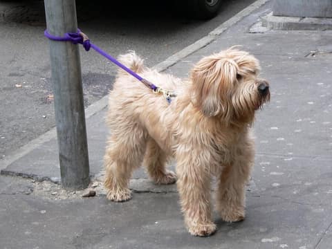 A Thin Little Dog Was Tied to a Brooklyn Fence—Then She Gave a Stranger a Kiss