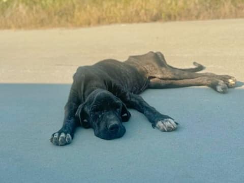 Too Weak to Walk, She Still Wagged Her Tail for the Woman Who Stopped