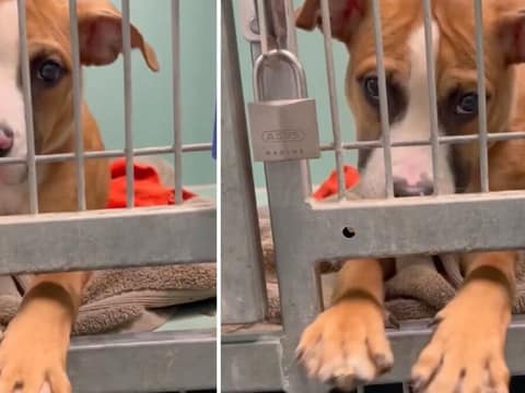 Barbie Reached Through Her Kennel Bars And Asked The World To Stay