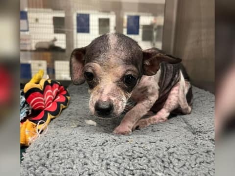 Sick Little Puppy Kept Waiting for Love, Then His Whole World Changed