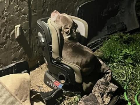 A Frightened Stray Chose a Child’s Car Seat on the Coldest Night