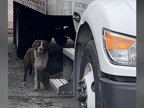 The Frightened Gray Dog Beneath a Truck Was Waiting for One Warm Lap