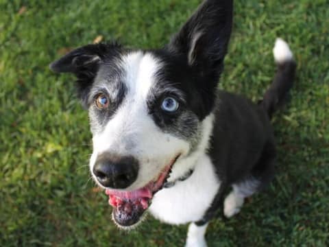 The Sweet Senior Dog Who Led Us Home