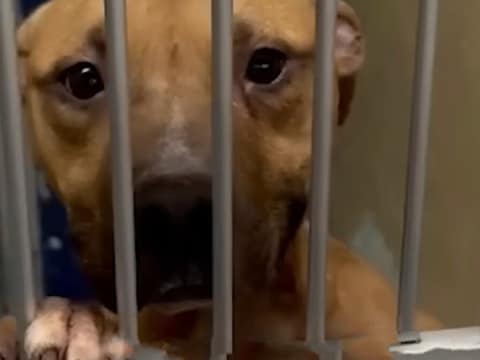 The Dog Who Smiled Through His Pain Finally Found a Couch to Call Home