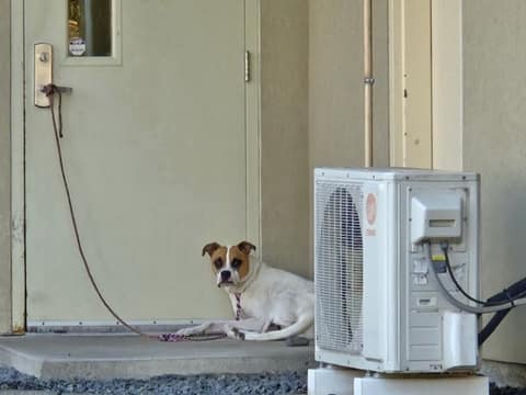 Tinkerbell Waited Six Long Hours by the Shelter Door—Then Love Finally Came Back