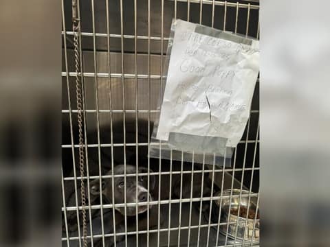 Abandoned Without Even a Name, Minerva Waited Outside the Shelter With Tears in Her Eyes