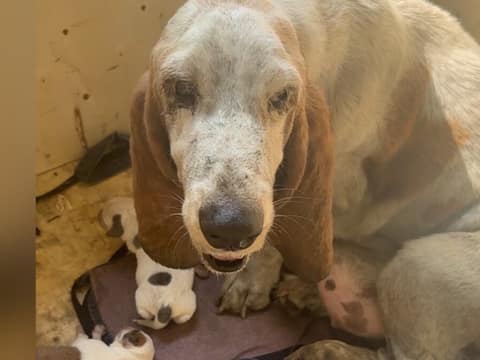A Frightened Mama Hid Her Babies From the Storm—Then Love Changed Everything