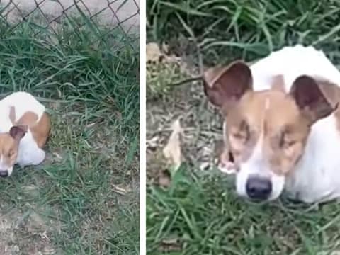 Blind and Abandoned, Three Waited by a Fence Until Someone Came to Save Her