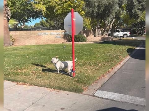 Juno Waited Beside a Stop Sign, Hoping Her Family Would Come Back