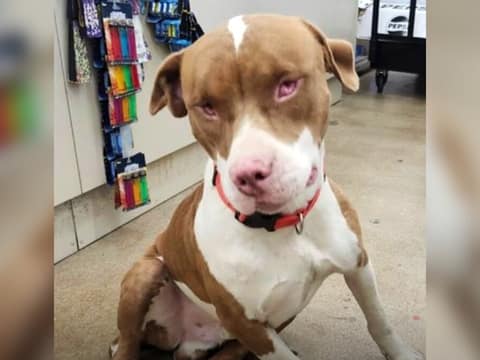 Blind Dog Walks Into a Dollar Store Alone — And Finds the Way Home