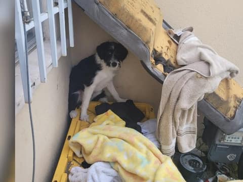 The Frightened Puppy Who Chose an 8-Year-Old Girl to Trust