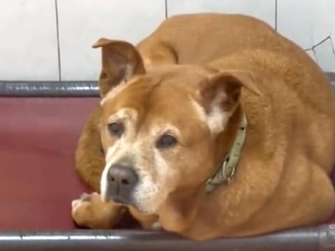 After 1,739 Days of Waiting, Mr. Jones Finally Left the Shelter for Good