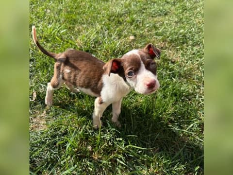 A Tiny Puppy Ate Trash to Survive, Until Love Gave Him a Home