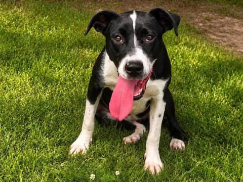 A Bride Gave Up Her Dream Dress So Serafina Could Walk Without Pain