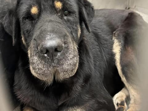 The Shelter Dog Who Looked Like Buddy Turned Out to Be His Long-Lost Sister
