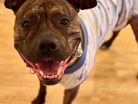 The Note on Andre’s Collar Revealed the Heartbreak Behind His Goodbye