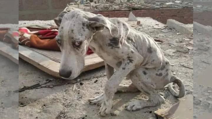Starving Great Dane Forced To Eat Stones for Survival Until a Kind Family Rescue Him