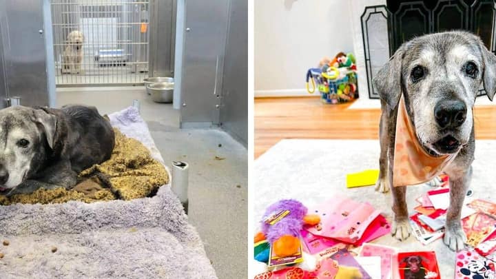 19-Year-Old Dog Transforms into Playful Puppy After Being Saved from Shelter