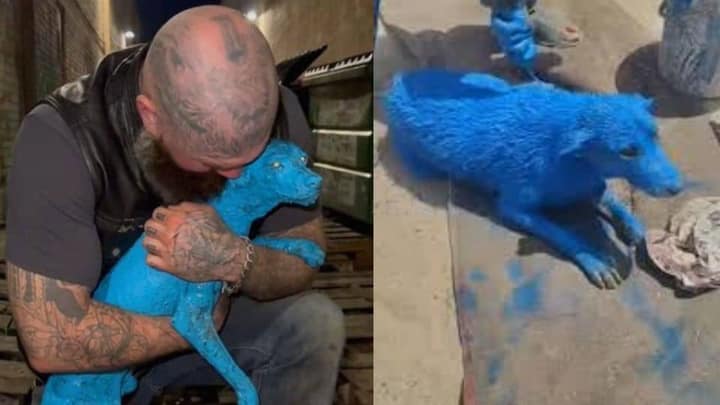 Heartbreaking Discovery Of A Dog Trapped In Hardened Paint And Fighting To Live
