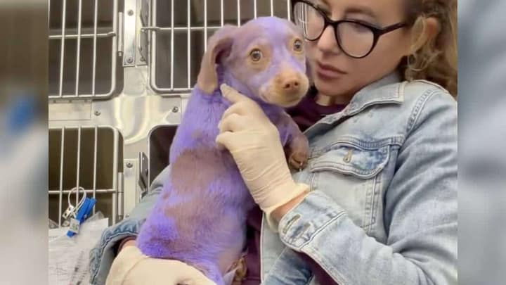 Purple Puppy With Burned Ears Finally Finds The Love He Always Deserved