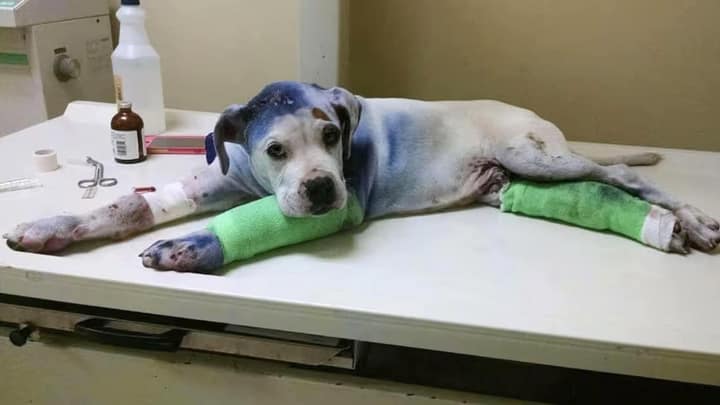 He Was Broken and Alone — Until One Gentle Dog Refused to Leave His Side