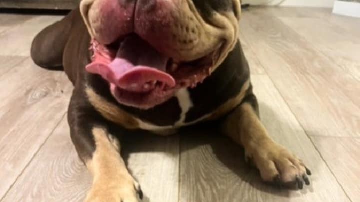 They Wanted This Healthy Blind Dog Put Down – Until One Woman Said “Not On My Watch”