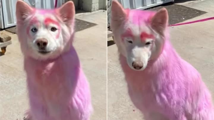 The Pink-Furred Angel Who Waited for Love to Find Her Again