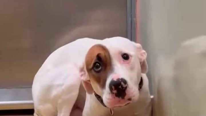 She Tried To Vanish In A Kansas Kennel, But One Video Helped Imelda Find Her Way Back To Love