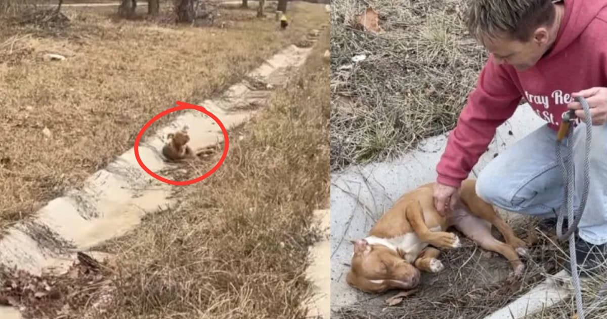 Truck Driver Finds Trembling Dog Abandoned By the Roadside and Saves ...