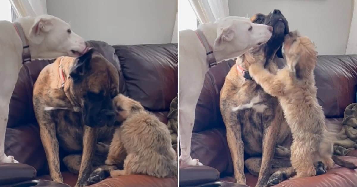 Pawfect Dog Siblings Comfort Anxious Pup After Escaping Abusive Owner