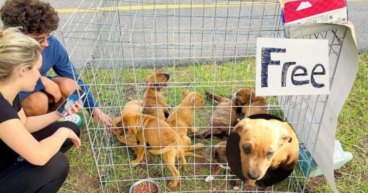 Kindhearted Man Rescues Seven Abandoned Puppies In The Parking Lot with ...
