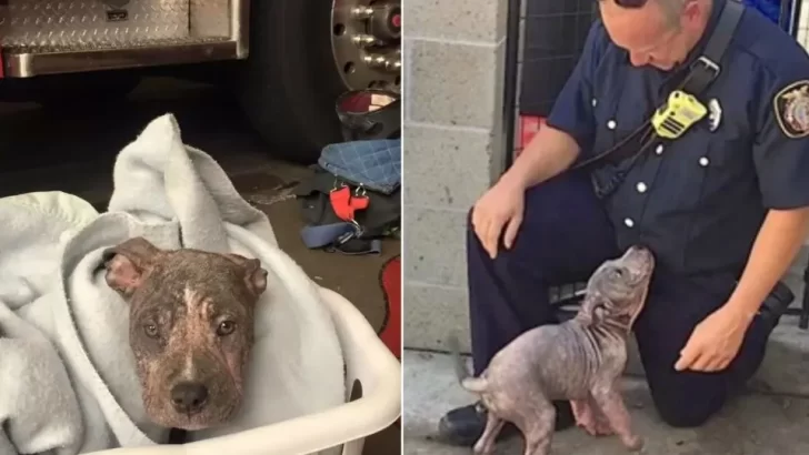 Firefighter Saves Abandoned Pitbull Puppy and Finds a Forever Friend