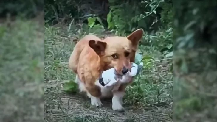 Mother Dog's Heartwarming Act of Love: She Trusts a Kind Stranger to Save Her Puppies