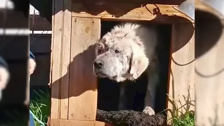 Wary Dog Overcomes Heartbreak With Patience and Care in His New Home