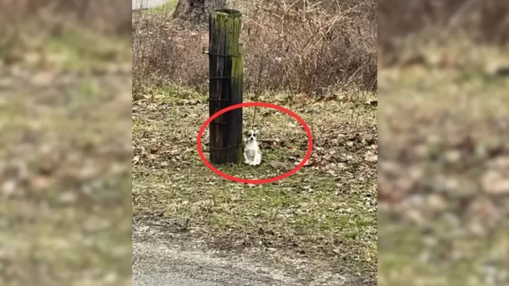 Abandoned Puppy Tied to a Tree Finds Love and a New Forever Home