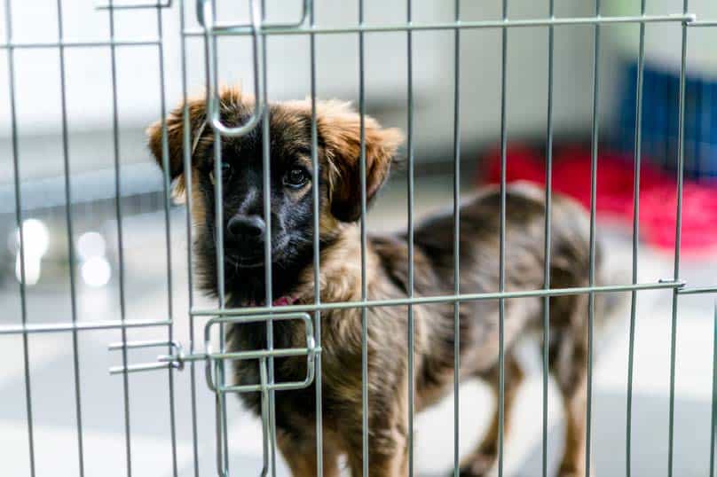 Strategies to Prevent Separation Anxiety For Your Puppy