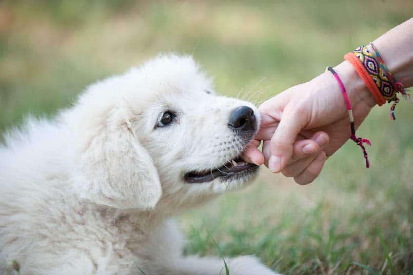 My Puppy Keeps Biting During Play Time