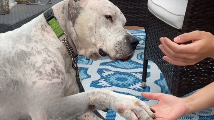 Heartbroken Senior Dog Tyson Finds Love Again After Losing His Owner