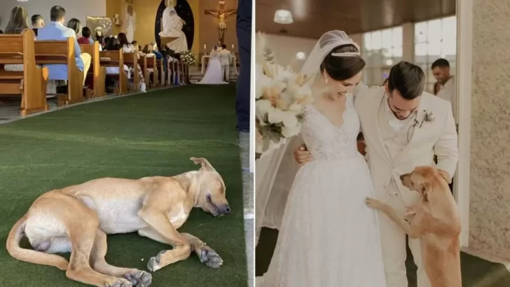 Stray Dog Crashes Wedding And Wins The Hearts Of The Newlyweds, Finding His Forever Home