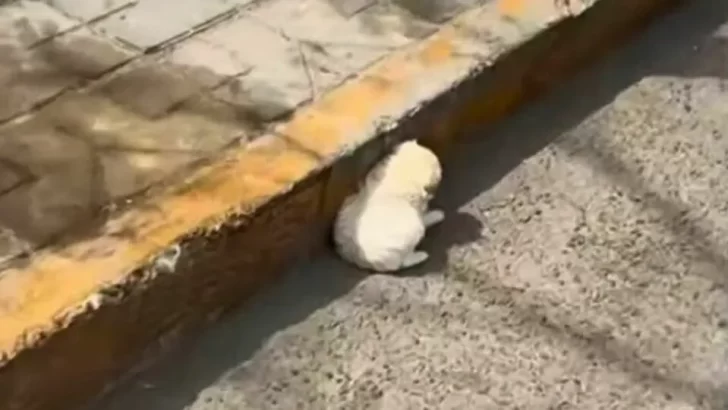 Man Spots Exhausted Puppy in Scorching Heat and Saves His Life