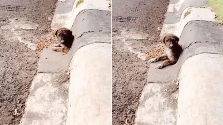 Puppy Hides In Drain Pipe To Escape The Cold, Then Finds A Loving Forever Home