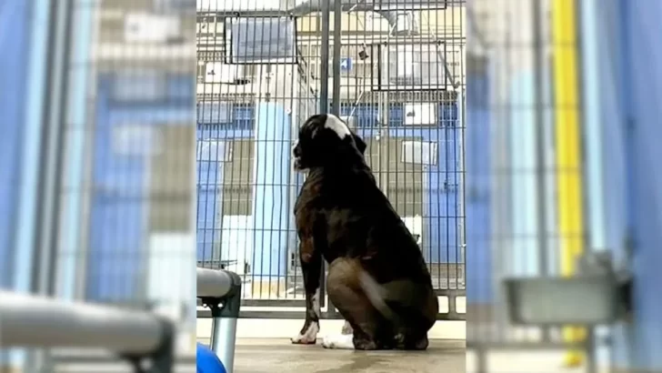 Neglected Shelter Dog Watched as Others Got Adopted, While He Remained Behind Bars