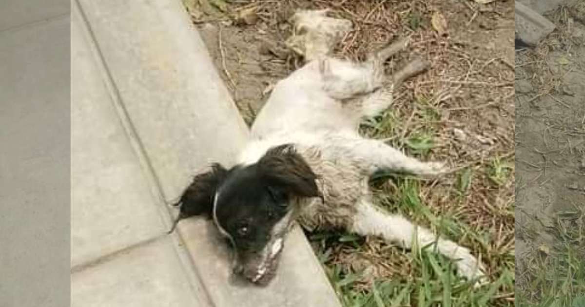 Sick Pup Abandoned in a Trash Bag Was Discovered Lying Motionless on the Street