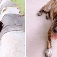 Man Encounters a Sweet Puppy Peeking Out A Drain Pipe, Realizes He's Found His Soulmate