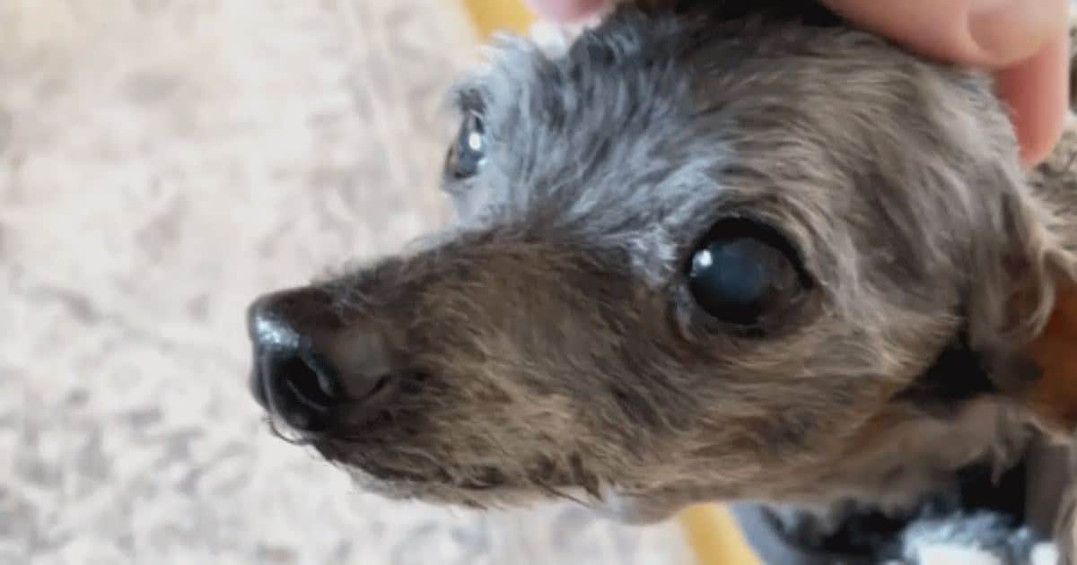 14-Year-Old Dog and His Favorite Toy Abandoned At Shelter, Now Looking for a Forever Home