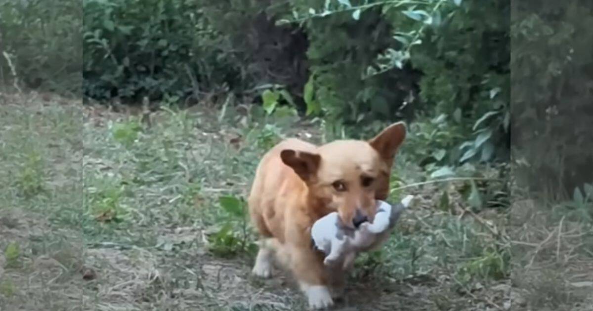 Desperate Dog Mom Wanderers Streets with Her Helpless Pup To Beg for Help