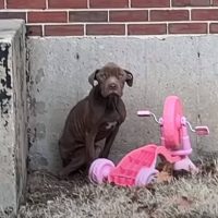 Skinny Stray Pup Finds Comfort in His Rescuer's Loving Embrace