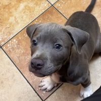 Negligent Owner Abandons Adorable Puppy for Three Days at Clinic in Atlanta