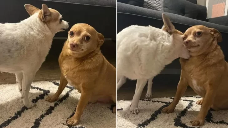 Rescue Chihuahua Melts Hearts with His Charming Eyes and Playful Spirit